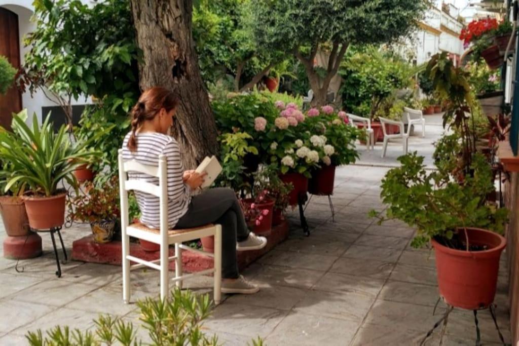 Tipico Y Pintoresco Patio De Vecinos, Con Encanto إشبيلية المظهر الخارجي الصورة